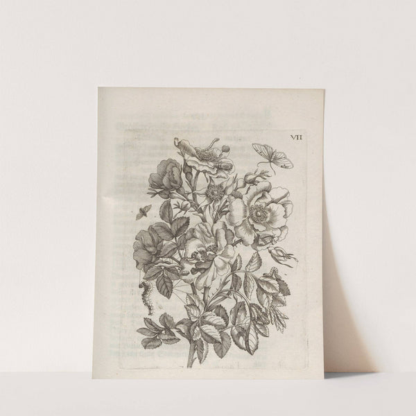 Der Raupen wunderbare Verwandelung und sonderbare Blumen-Nahrung Pl.058 (1679-1683) by Maria Sibylla Merian