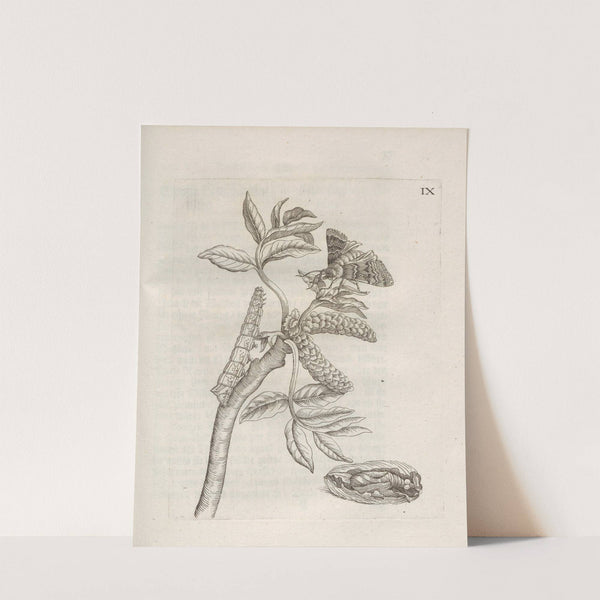 Der Raupen wunderbare Verwandelung und sonderbare Blumen-Nahrung Pl.060 (1679-1683) by Maria Sibylla Merian