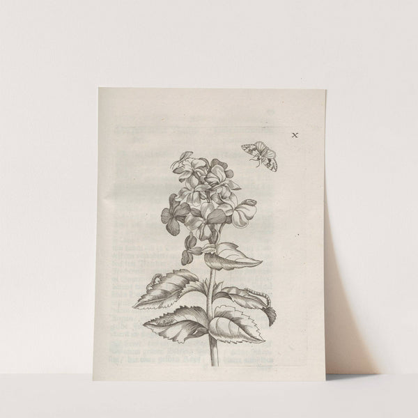 Der Raupen wunderbare Verwandelung und sonderbare Blumen-Nahrung Pl.061 (1679-1683) by Maria Sibylla Merian