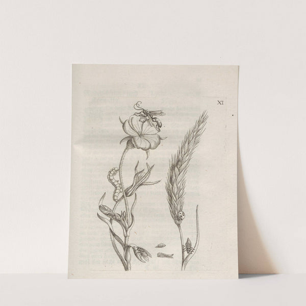 Der Raupen wunderbare Verwandelung und sonderbare Blumen-Nahrung Pl.062 (1679-1683) by Maria Sibylla Merian