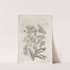 Der Raupen wunderbare Verwandelung und sonderbare Blumen-Nahrung Pl.063 (1679-1683) by Maria Sibylla Merian