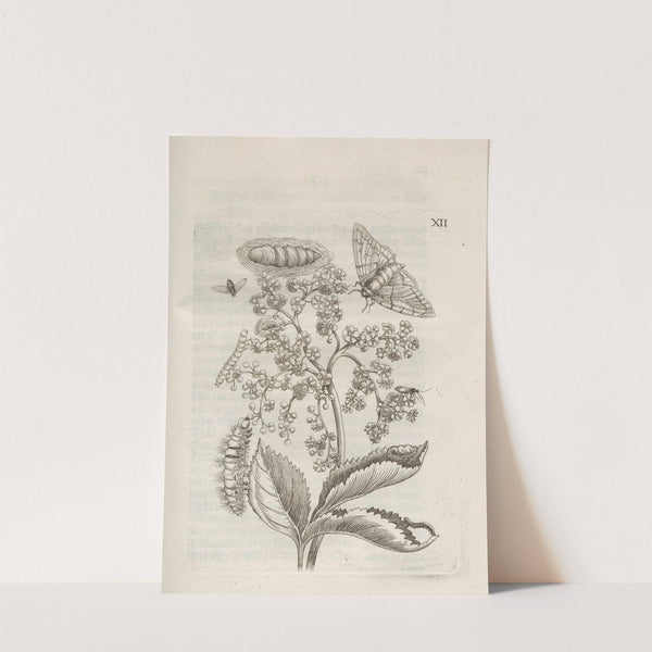 Der Raupen wunderbare Verwandelung und sonderbare Blumen-Nahrung Pl.063 (1679-1683) by Maria Sibylla Merian