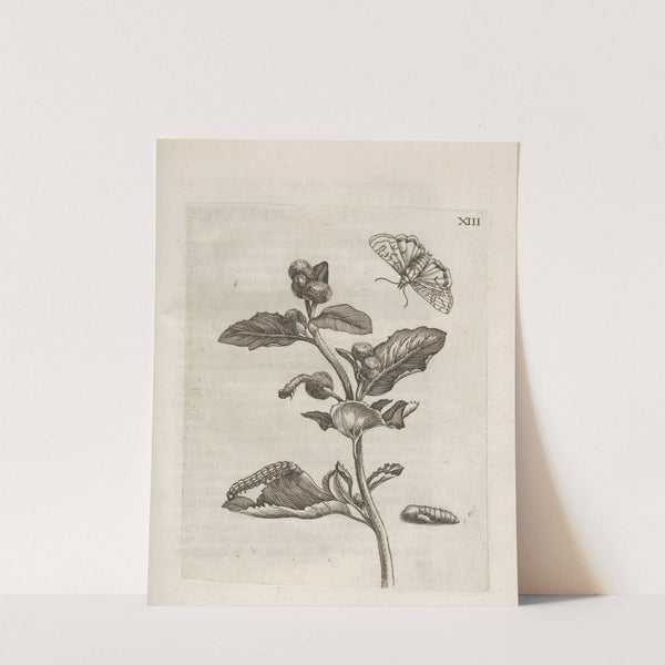 Der Raupen wunderbare Verwandelung und sonderbare Blumen-Nahrung Pl.064 (1679-1683) by Maria Sibylla Merian