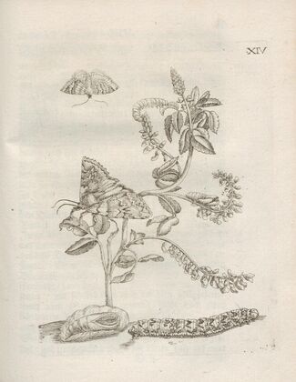 Der Raupen wunderbare Verwandelung und sonderbare Blumen-Nahrung Pl.065