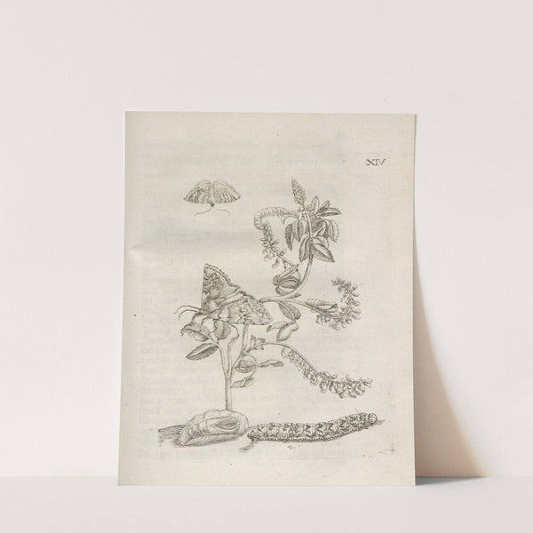 Der Raupen wunderbare Verwandelung und sonderbare Blumen-Nahrung Pl.065 (1679-1683) by Maria Sibylla Merian