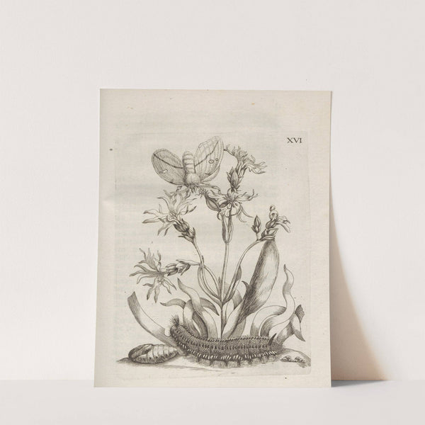 Der Raupen wunderbare Verwandelung und sonderbare Blumen-Nahrung Pl.067 (1679-1683) by Maria Sibylla Merian