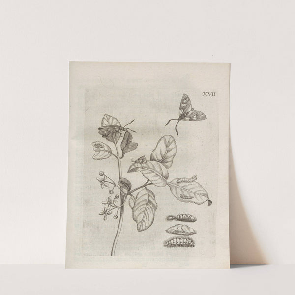 Der Raupen wunderbare Verwandelung und sonderbare Blumen-Nahrung Pl.068 (1679-1683) by Maria Sibylla Merian