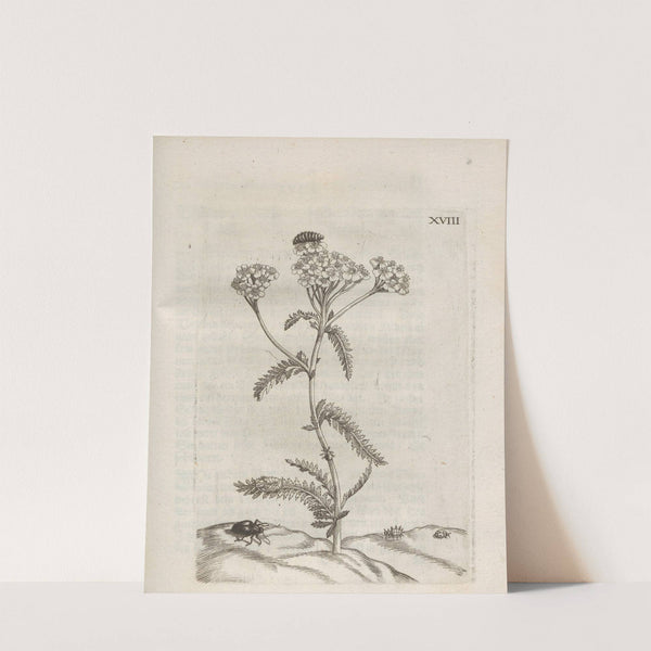 Der Raupen wunderbare Verwandelung und sonderbare Blumen-Nahrung Pl.069 (1679-1683) by Maria Sibylla Merian