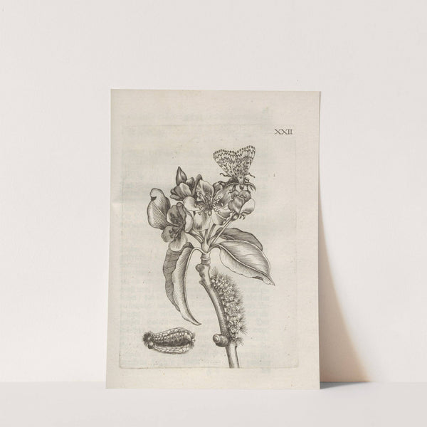 Der Raupen wunderbare Verwandelung und sonderbare Blumen-Nahrung Pl.073 (1679-1683) by Maria Sibylla Merian