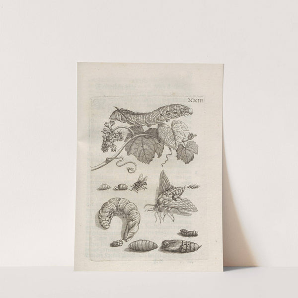 Der Raupen wunderbare Verwandelung und sonderbare Blumen-Nahrung Pl.074 (1679-1683) by Maria Sibylla Merian