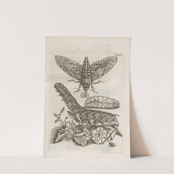 Der Raupen wunderbare Verwandelung und sonderbare Blumen-Nahrung Pl.076 (1679-1683) by Maria Sibylla Merian