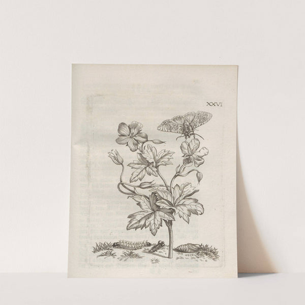 Der Raupen wunderbare Verwandelung und sonderbare Blumen-Nahrung Pl.077 (1679-1683) by Maria Sibylla Merian