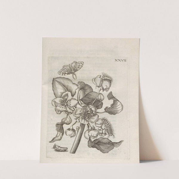 Der Raupen wunderbare Verwandelung und sonderbare Blumen-Nahrung Pl.078 (1679-1683) by Maria Sibylla Merian