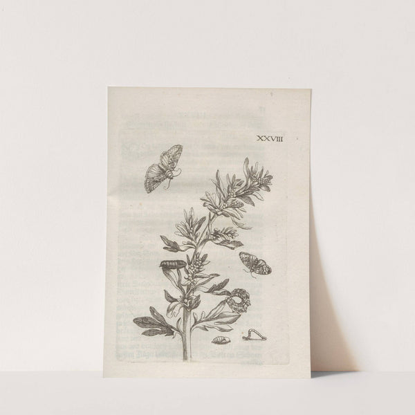 Der Raupen wunderbare Verwandelung und sonderbare Blumen-Nahrung Pl.079 (1679-1683) by Maria Sibylla Merian