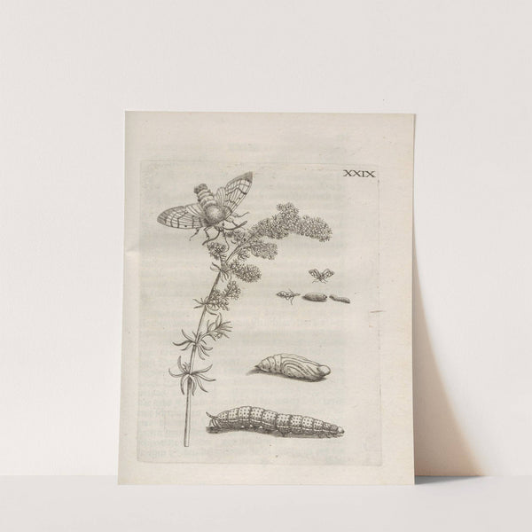 Der Raupen wunderbare Verwandelung und sonderbare Blumen-Nahrung Pl.080 (1679-1683) by Maria Sibylla Merian