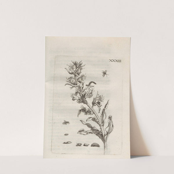 Der Raupen wunderbare Verwandelung und sonderbare Blumen-Nahrung Pl.084 (1679-1683) by Maria Sibylla Merian