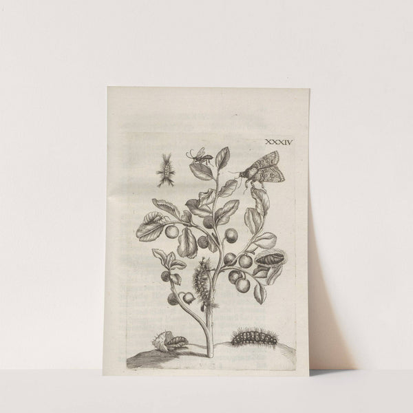 Der Raupen wunderbare Verwandelung und sonderbare Blumen-Nahrung Pl.085 (1679-1683) by Maria Sibylla Merian