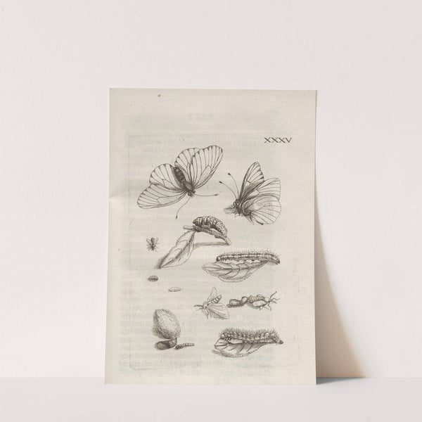 Der Raupen wunderbare Verwandelung und sonderbare Blumen-Nahrung Pl.086 (1679-1683) by Maria Sibylla Merian