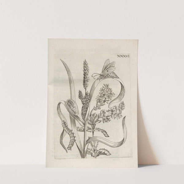 Der Raupen wunderbare Verwandelung und sonderbare Blumen-Nahrung Pl.087 (1679-1683) by Maria Sibylla Merian