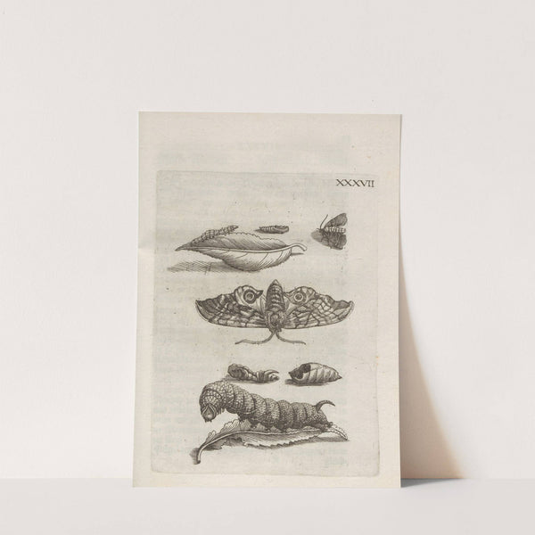 Der Raupen wunderbare Verwandelung und sonderbare Blumen-Nahrung Pl.088 (1679-1683) by Maria Sibylla Merian