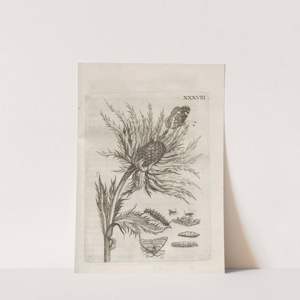 Der Raupen wunderbare Verwandelung und sonderbare Blumen-Nahrung Pl.089 (1679-1683) by Maria Sibylla Merian