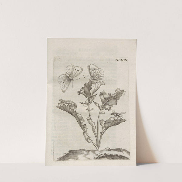 Der Raupen wunderbare Verwandelung und sonderbare Blumen-Nahrung Pl.090 (1679-1683) by Maria Sibylla Merian