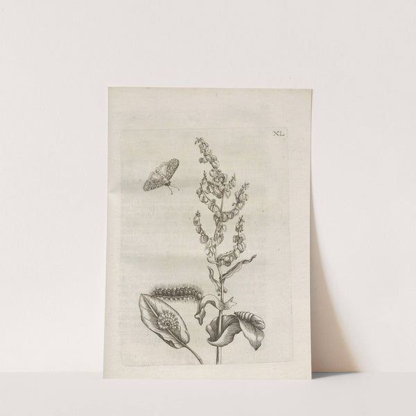 Der Raupen wunderbare Verwandelung und sonderbare Blumen-Nahrung Pl.091 (1679-1683) by Maria Sibylla Merian