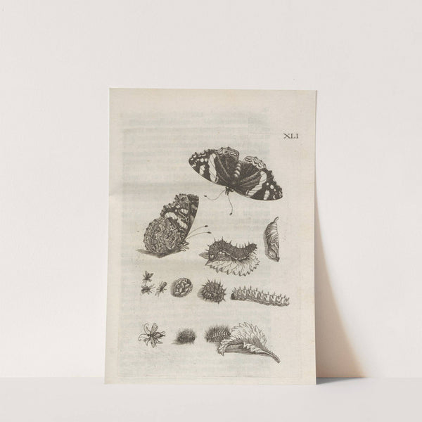 Der Raupen wunderbare Verwandelung und sonderbare Blumen-Nahrung Pl.092 (1679-1683) by Maria Sibylla Merian