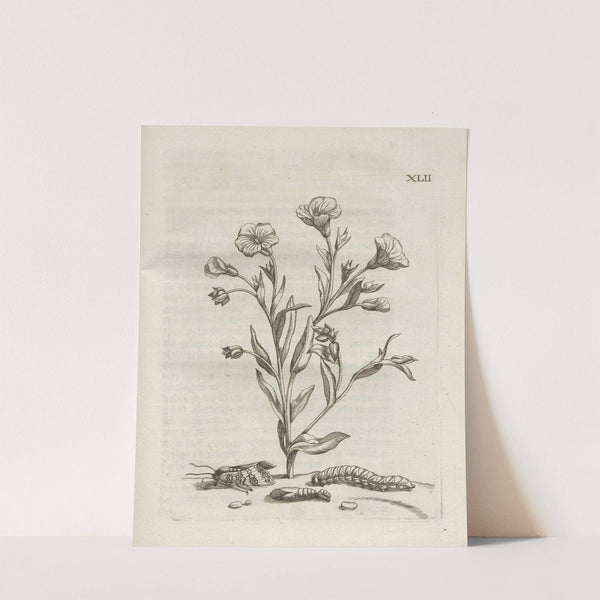 Der Raupen wunderbare Verwandelung und sonderbare Blumen-Nahrung Pl.093 (1679-1683) by Maria Sibylla Merian