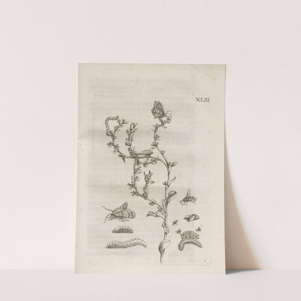 Der Raupen wunderbare Verwandelung und sonderbare Blumen-Nahrung Pl.094 (1679-1683) by Maria Sibylla Merian