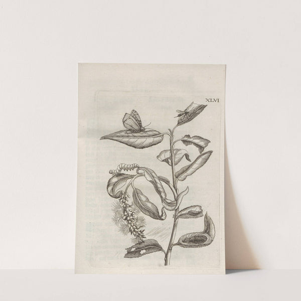 Der Raupen wunderbare Verwandelung und sonderbare Blumen-Nahrung Pl.097 (1679-1683) by Maria Sibylla Merian