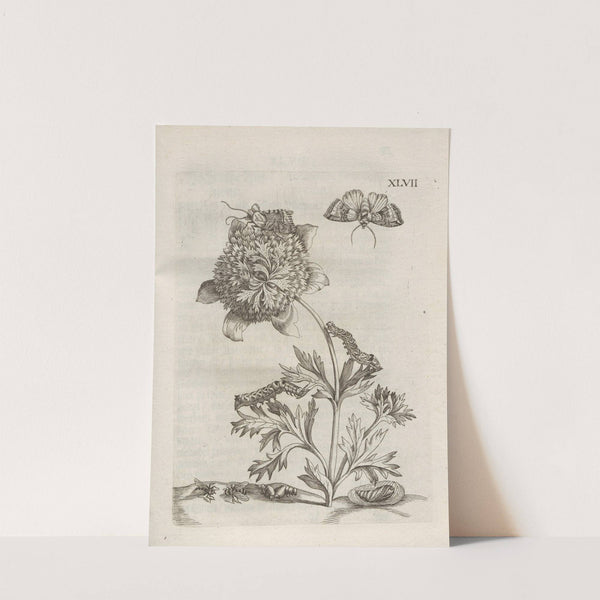 Der Raupen wunderbare Verwandelung und sonderbare Blumen-Nahrung Pl.098 (1679-1683) by Maria Sibylla Merian