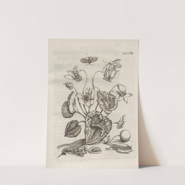 Der Raupen wunderbare Verwandelung und sonderbare Blumen-Nahrung Pl.099 (1679-1683) by Maria Sibylla Merian