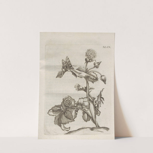 Der Raupen wunderbare Verwandelung und sonderbare Blumen-Nahrung Pl.100 (1679-1683) by Maria Sibylla Merian