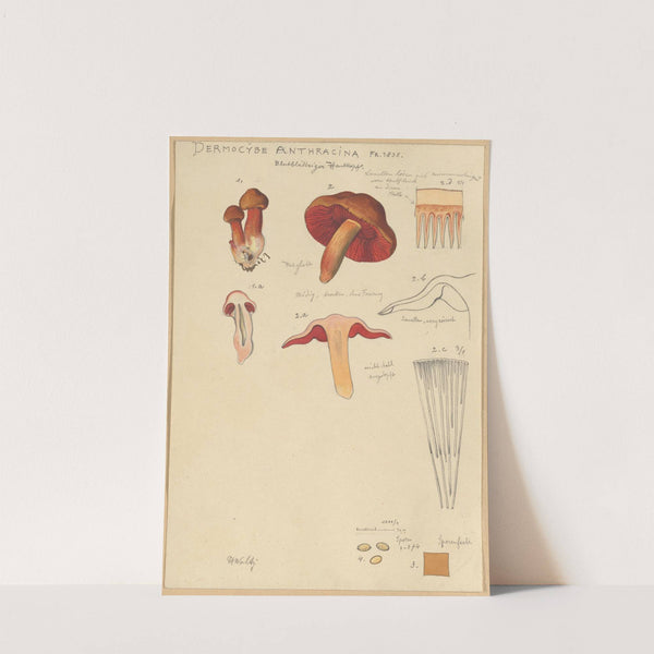 Dermocybe Anthracina Fr. (1915-1945) by Hans Walty