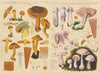Dermocybe cinnamomea, Inoloma alboviolaceum (1915-1945)