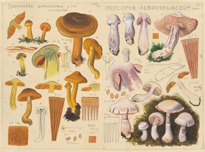 Dermocybe cinnamomea, Inoloma alboviolaceum (1915-1945)