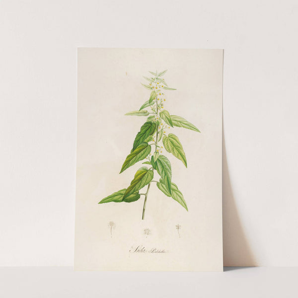 Description des plantes rares cultivees a Malmaison et a Navarre Pl.02 by Pierre Joseph Redouté