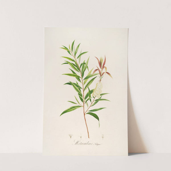 Description des plantes rares cultivees a Malmaison et a Navarre Pl.04 by Pierre Joseph Redouté