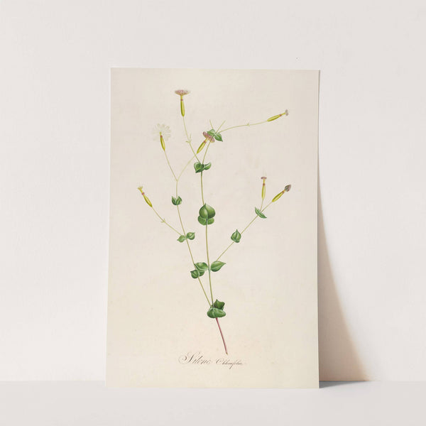 Description des plantes rares cultivees a Malmaison et a Navarre Pl.05 by Pierre Joseph Redouté