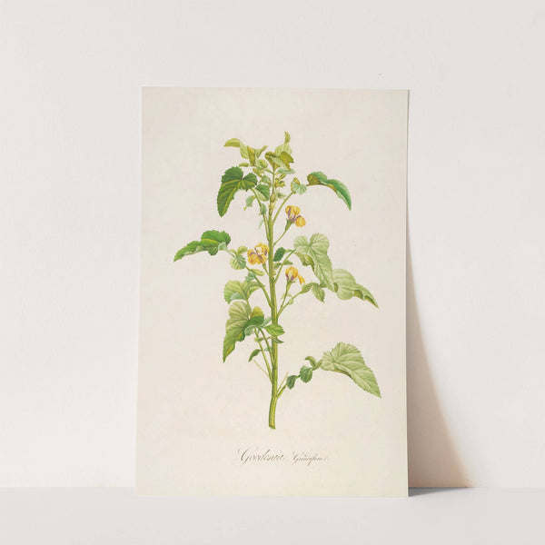 Description des plantes rares cultivees a Malmaison et a Navarre Pl.06 by Pierre Joseph Redouté