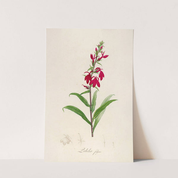 Description des plantes rares cultivees a Malmaison et a Navarre Pl.07 by Pierre Joseph Redouté