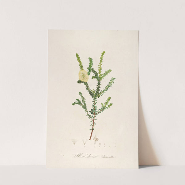 Description des plantes rares cultivees a Malmaison et a Navarre Pl.08 by Pierre Joseph Redouté