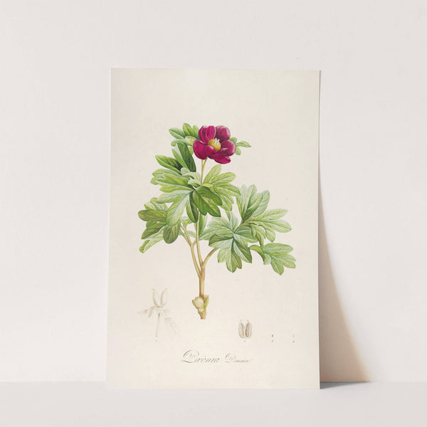 Description des plantes rares cultivees a Malmaison et a Navarre Pl.09 by Pierre Joseph Redouté