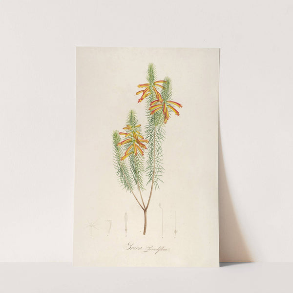 Description des plantes rares cultivees a Malmaison et a Navarre Pl.10 by Pierre Joseph Redouté