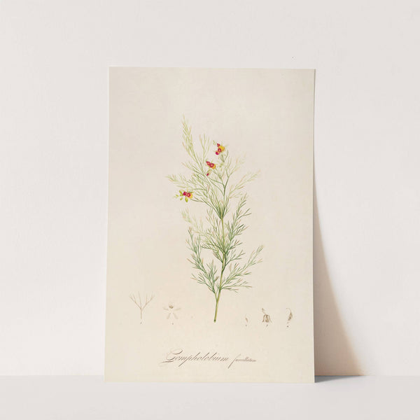 Description des plantes rares cultivees a Malmaison et a Navarre Pl.11 by Pierre Joseph Redouté