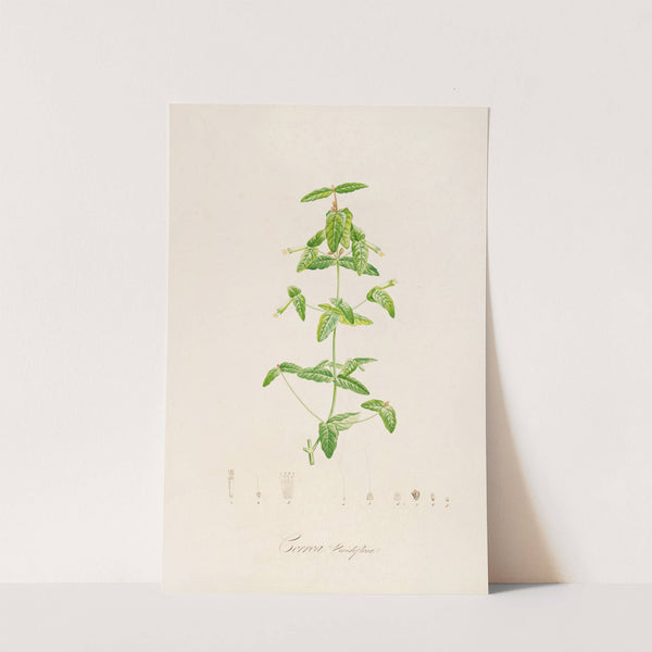 Description des plantes rares cultivees a Malmaison et a Navarre Pl.12 by Pierre Joseph Redouté