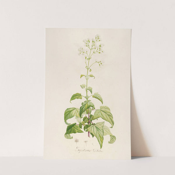 Description des plantes rares cultivees a Malmaison et a Navarre Pl.14 by Pierre Joseph Redouté