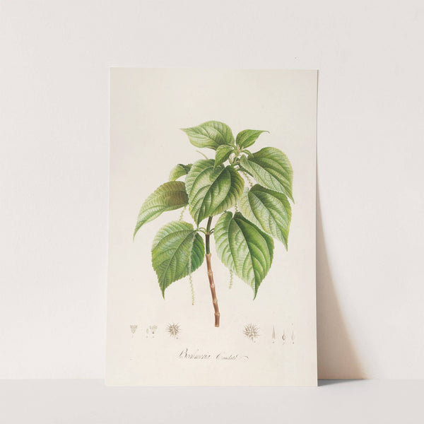 Description des plantes rares cultivees a Malmaison et a Navarre Pl.15 by Pierre Joseph Redouté