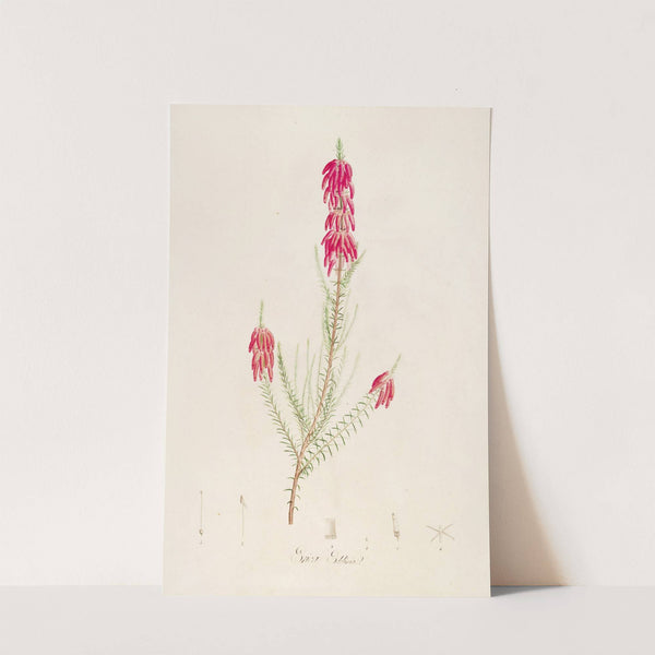 Description des plantes rares cultivees a Malmaison et a Navarre Pl.16 by Pierre Joseph Redouté